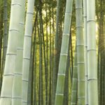 bamboo
