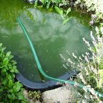 ornamental-pond