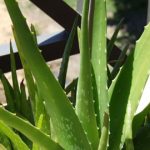 aloe