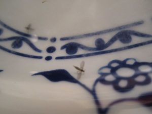 dead-gnats dead-gnats