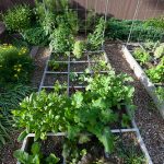 fall garden