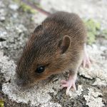 mouse mouse