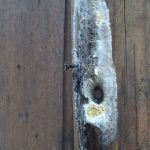 Pressure Washing can cause Wood Fungus
