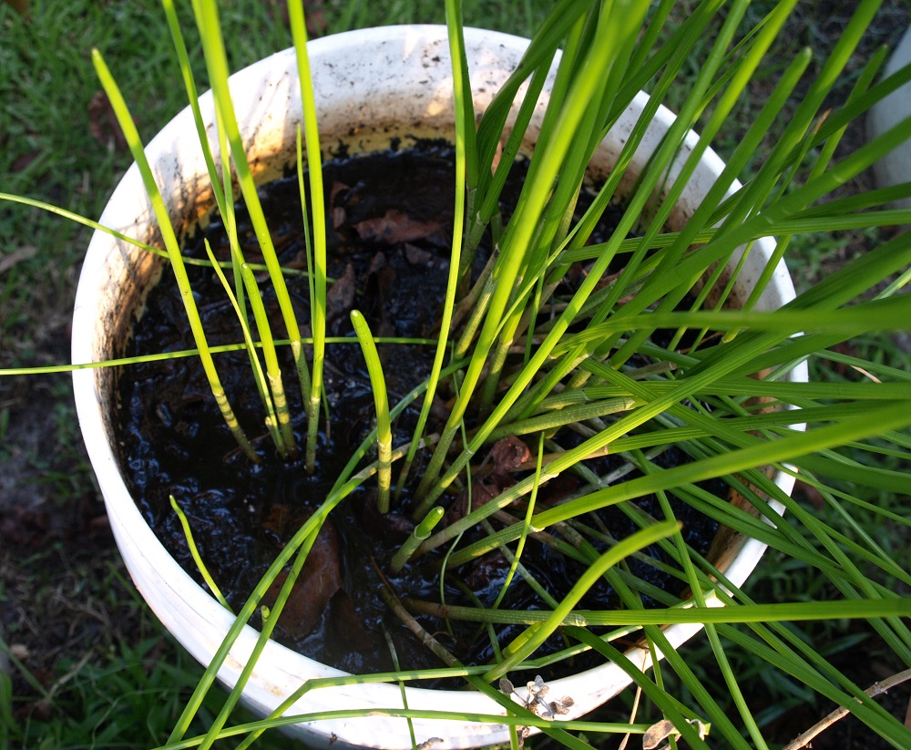 Water Chestnut Plant In Espanol