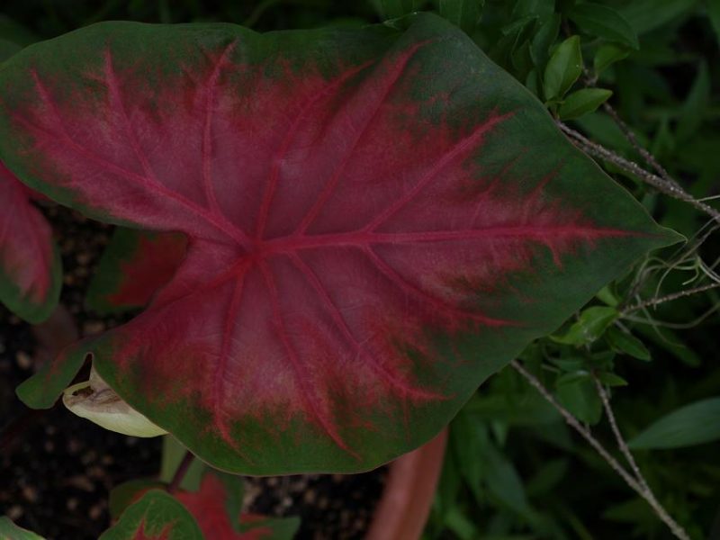 Caladium