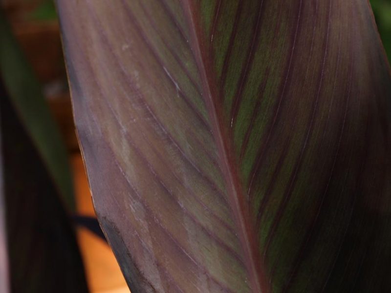 canna lily