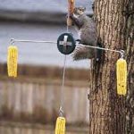 squirrel_go_round