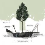 how to plant a tree image