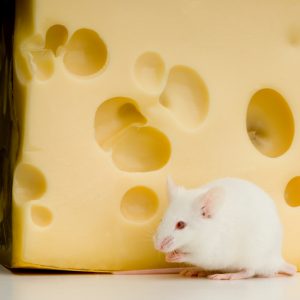 White Mouse mouse and cheese