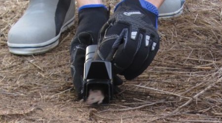 mouse-release live catch release