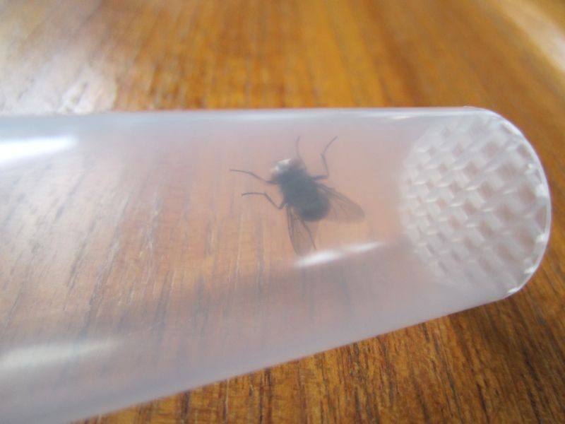 fly-captured fly-captured