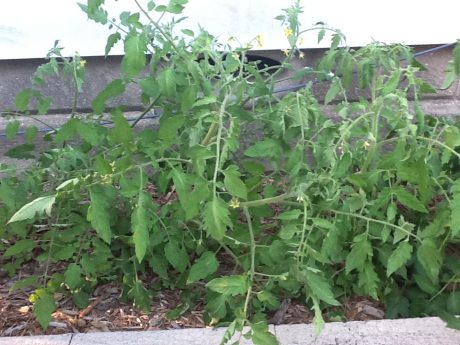 tomatoes tomatoes