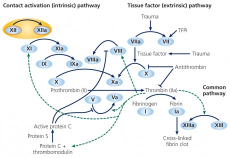 Quikclot-blood-coagulation-pathways Quikclot-blood-coagulation-pathways