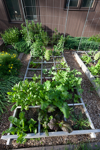 Fall Gardening Just When You Thought The Nightmare Was Over 