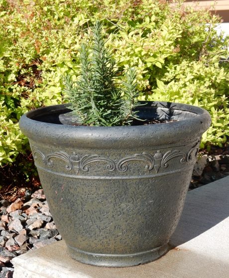 Rosemary will keep the eventual carrots nice and stout.