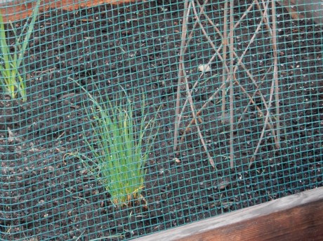 Chives and peas go together even better than peas and carrots- in the garden!