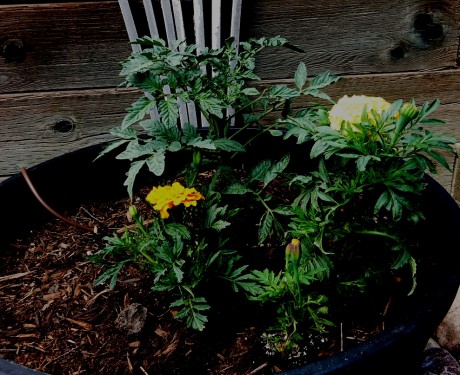 Our watchdog marigolds looking out for our tomatoes.