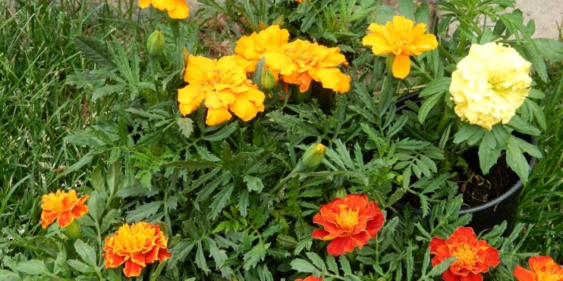 Companion Planting for Pest Control in Canada - Featured Image
