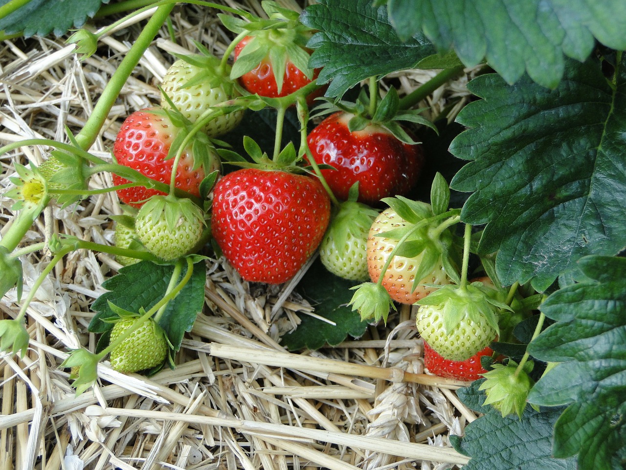 https://homefixated.com/wp-content/uploads/2014/05/strawberries-straw-mulch.jpg