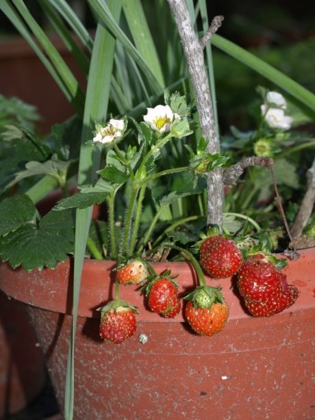 Birds love strawberries, as evidenced by the partially eaten berry on the right