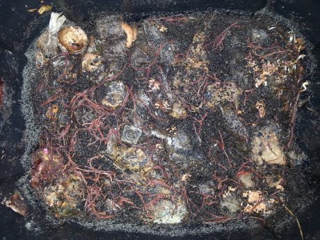 Egg shells (and even the cardboard egg carton) take them a little longer, but you can see the rich, black dirt they make in just a week.