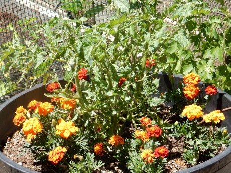 flower gardening with annuals