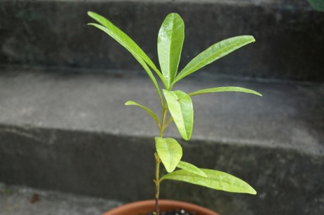 allspice