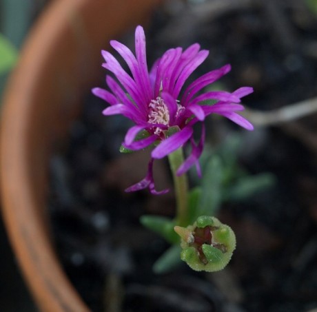 iceplant2