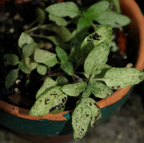 Ugh. Powdery Mildew strikes again. Treatable with a 9:1 water to milk solution sprayed on regularly.