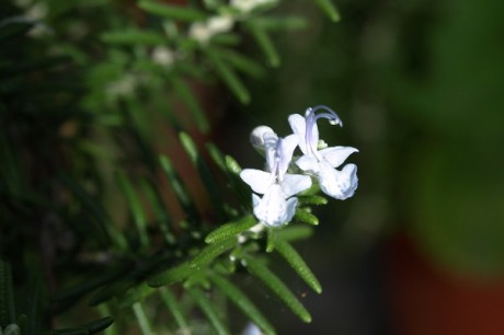 rosemary