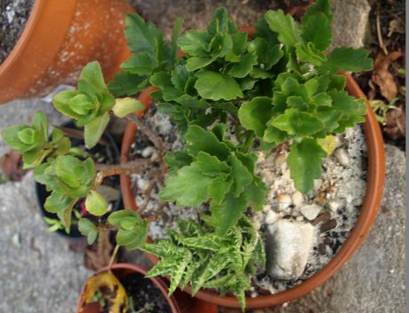 succulents are not dog food