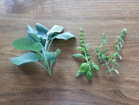 herb stems ready for propagation