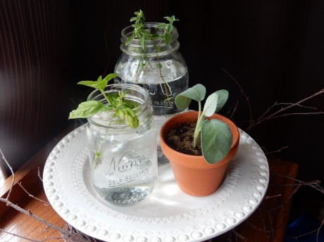indoor herb garden