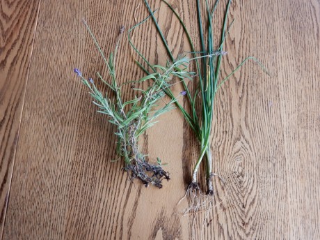 lavender and chives