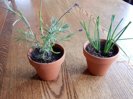 potted lavender and chives