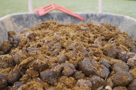 horse manure fertilizer