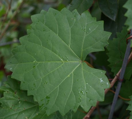 Grapes are good for making wine. The leaves are also edible, assuming they haven't been sprayed with nasty chemicals.
