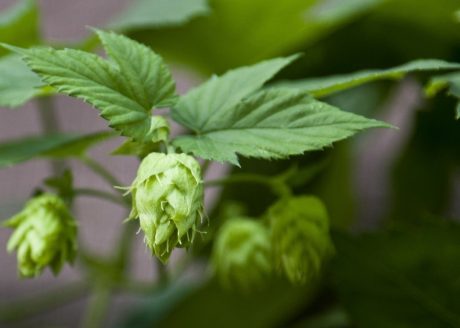 hops