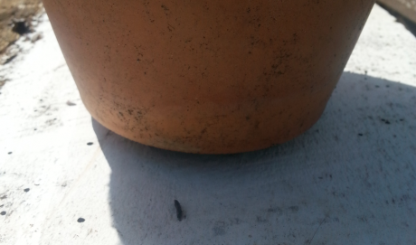 Pot Risers give the pot a "floating" effect.