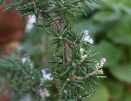 Rosemary
