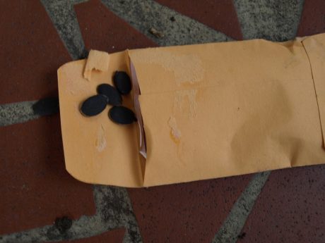 seeds