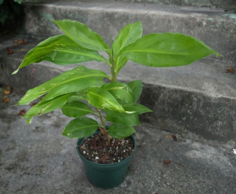 Shampoo Ginger at 1 year old.