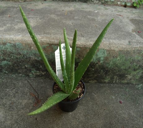 Aloe is great for physical burns. With cutting comments, you're on your own.