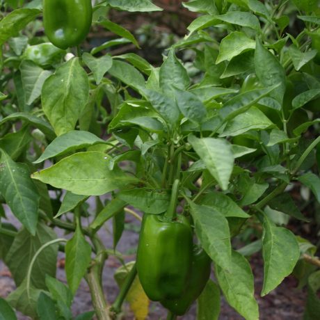 Bell peppers: perfect for those who can't take the heat.