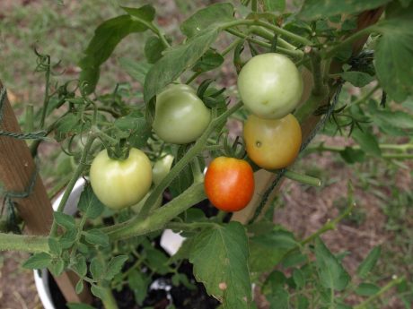 Cherry tomatoes usually do well in warm climates.