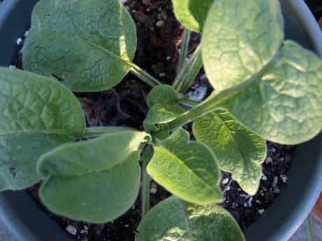 Reduce large bruises using comfrey.