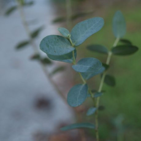 Eucalyptus is good for coughs & congestion.
