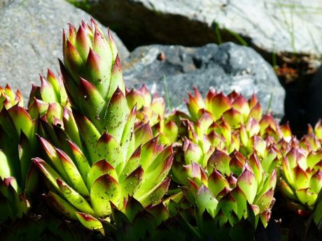 hens-and-chicks-succulent