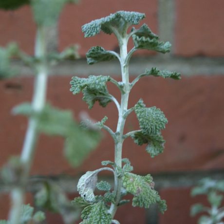 Horehound is used to ease the pain of sore throats.