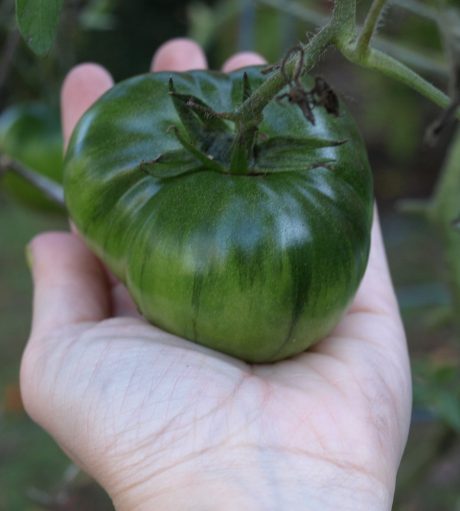 tomato